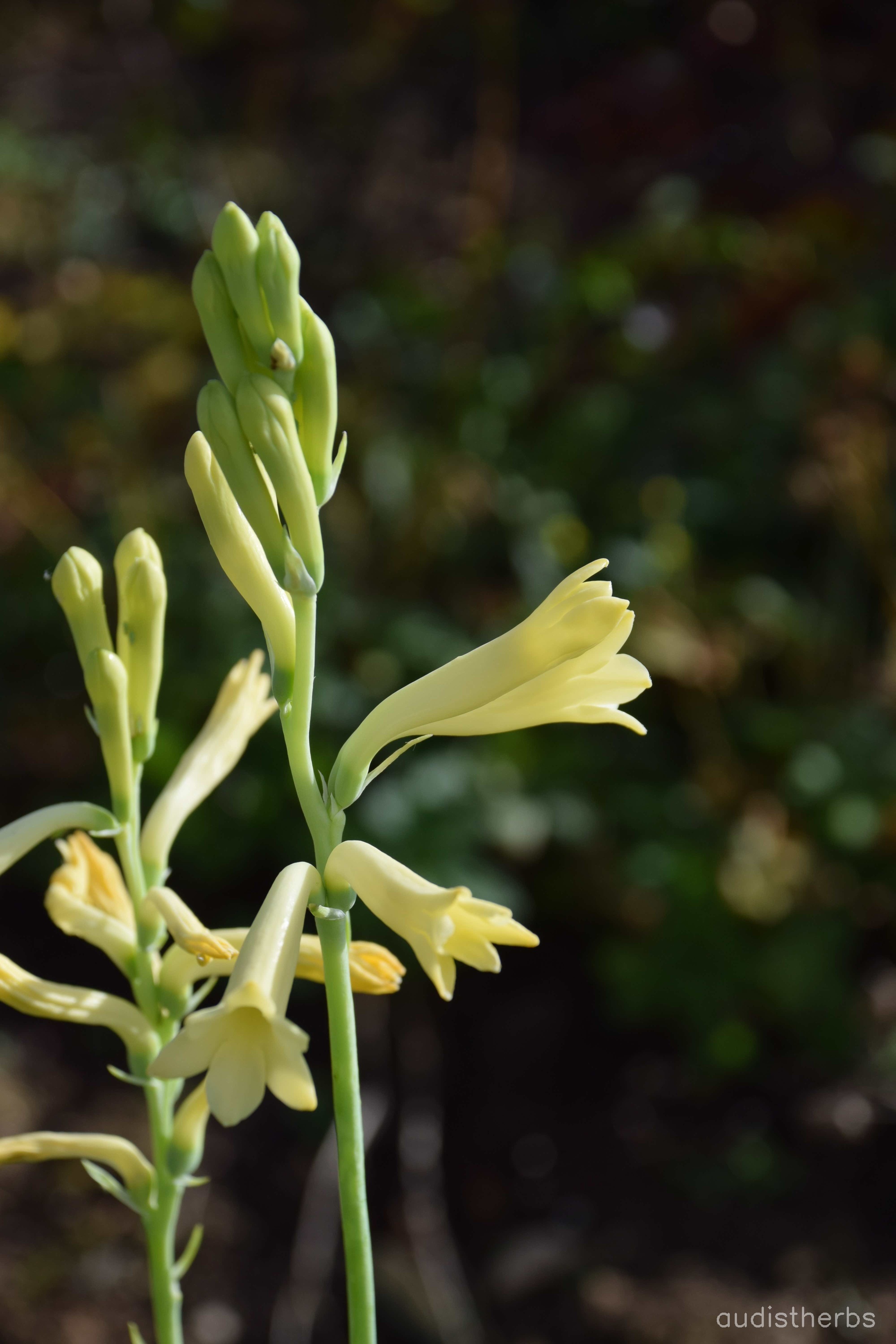 Polianthes tuberosa flower12.jpg